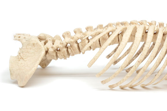 3D skeleton